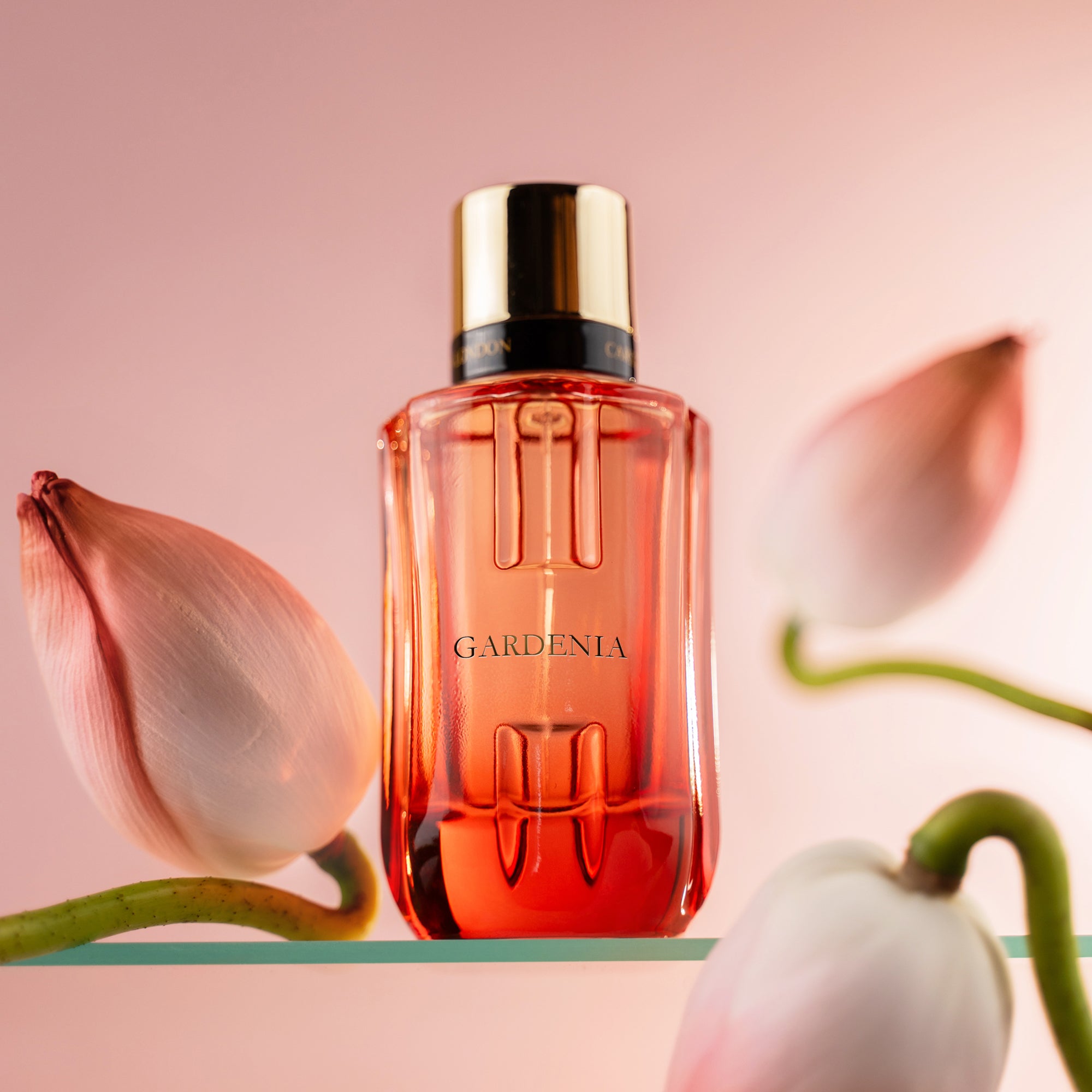 Gardenia : Carlton London Womens Perfume